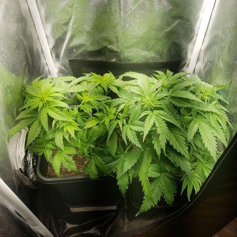 The Speedy #1 growlog timeline photo