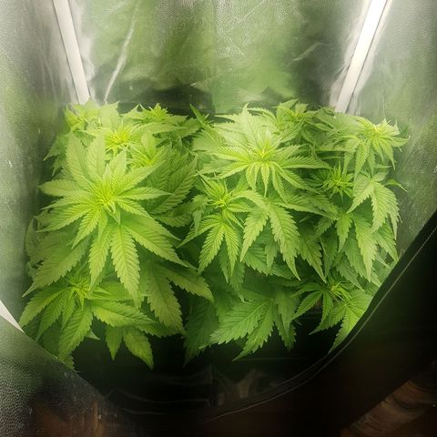 The Speedy #1 growlog timeline photo