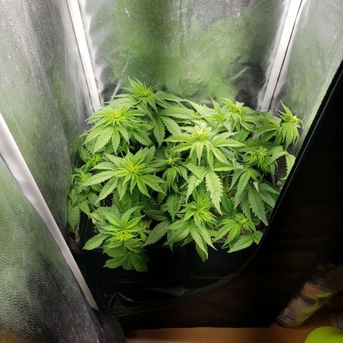 The Speedy #1 growlog timeline photo