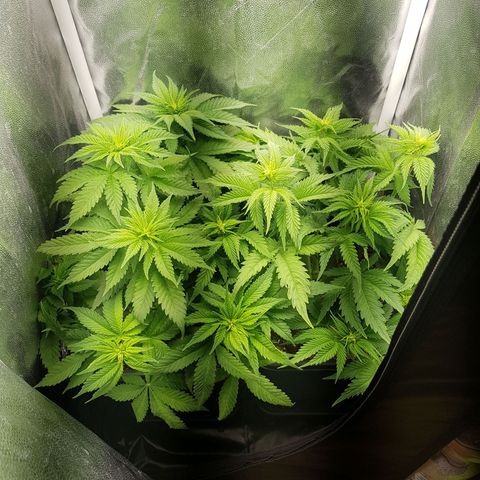 The Speedy #1 growlog timeline photo