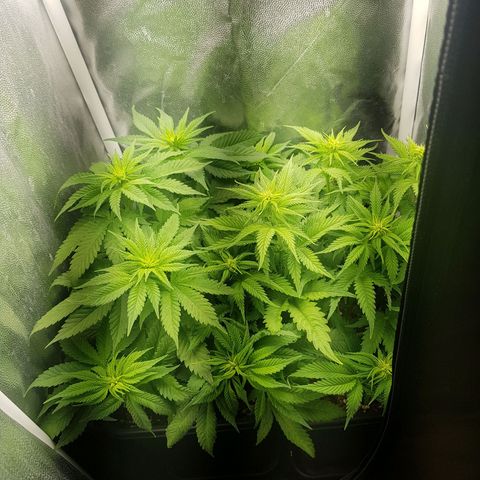 The Speedy #1 growlog timeline photo