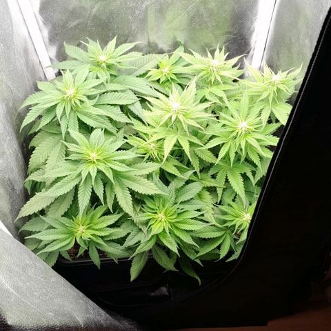 The Speedy #1 growlog timeline photo