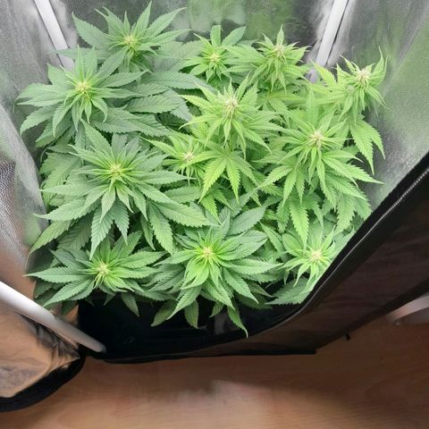 The Speedy #1 growlog timeline photo