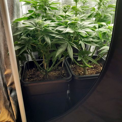 The Speedy #1 growlog timeline photo