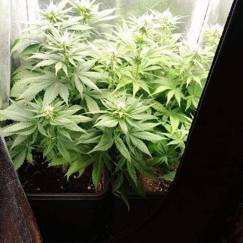 The Speedy #1 growlog timeline photo