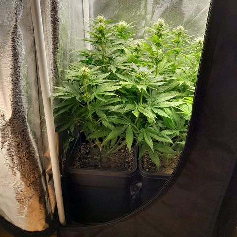 The Speedy #1 growlog timeline photo