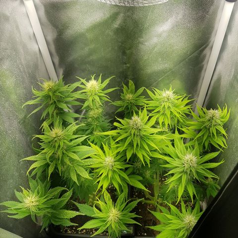 The Speedy #1 growlog timeline photo