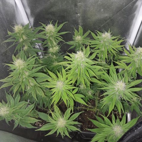 The Speedy #1 growlog timeline photo