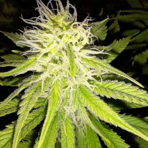 The Speedy #1 growlog timeline photo