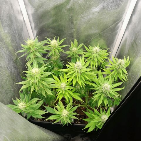 The Speedy #1 growlog timeline photo
