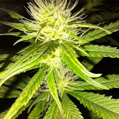 The Speedy #1 growlog timeline photo