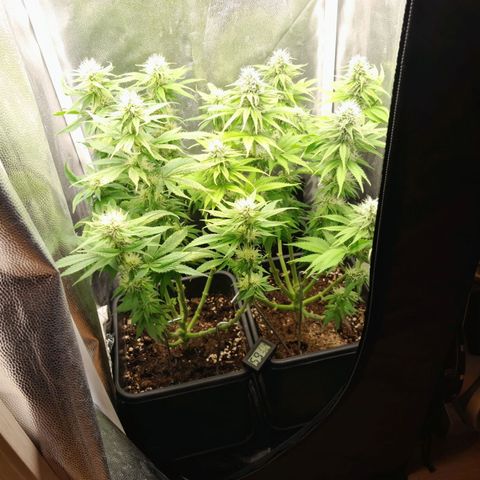 The Speedy #1 growlog timeline photo