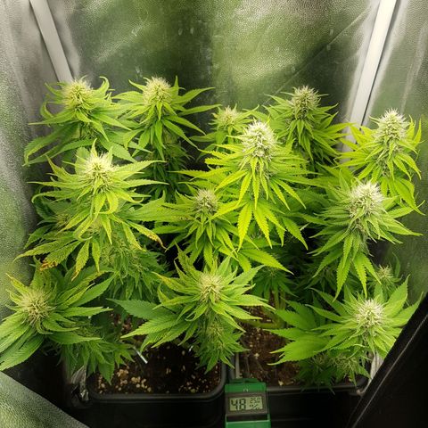 The Speedy #1 growlog timeline photo