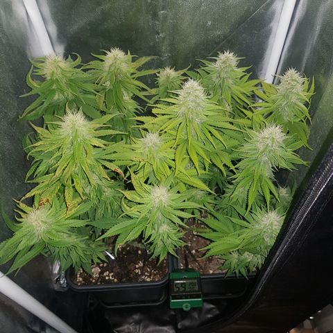 The Speedy #1 growlog timeline photo
