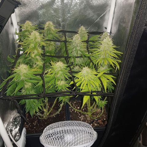 The Speedy #1 growlog timeline photo