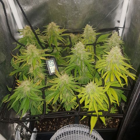 The Speedy #1 growlog timeline photo