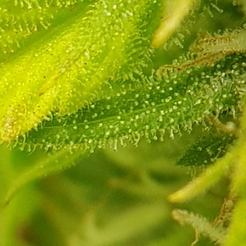 The Speedy #1 growlog timeline photo