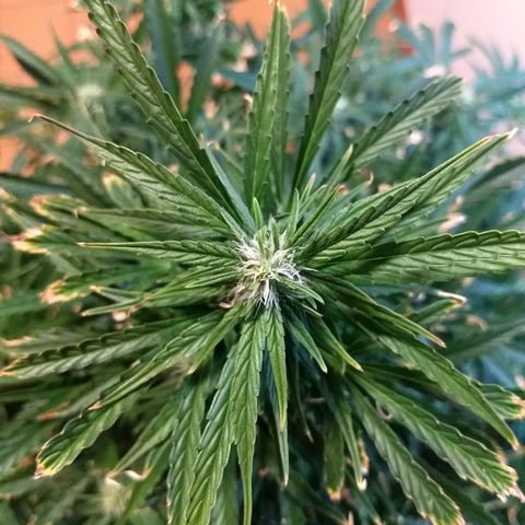 Red Dwarf #1 growlog timeline photo