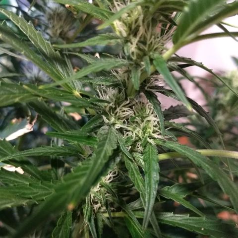 Red Dwarf #1 growlog timeline photo