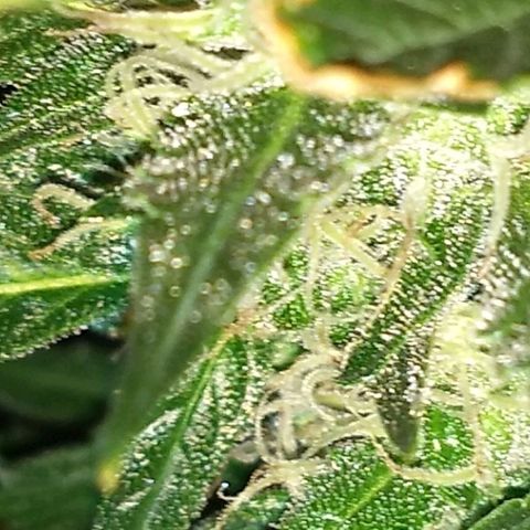 Red Dwarf #1 growlog timeline photo