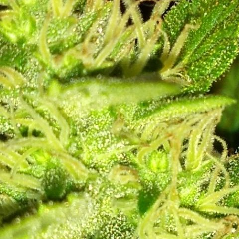Red Dwarf #1 growlog timeline photo