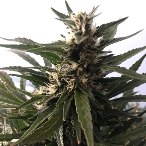 Red Dwarf #1 growlog timeline photo