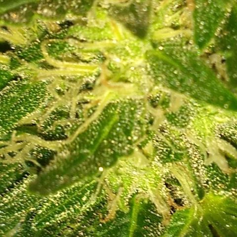 Red Dwarf #1 growlog timeline photo