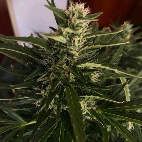 Red Dwarf #1 growlog timeline photo