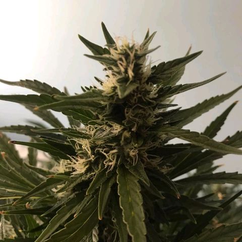 Red Dwarf #1 growlog timeline photo
