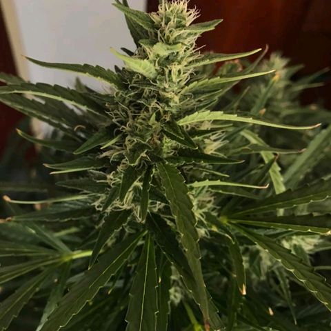 Red Dwarf #1 growlog timeline photo