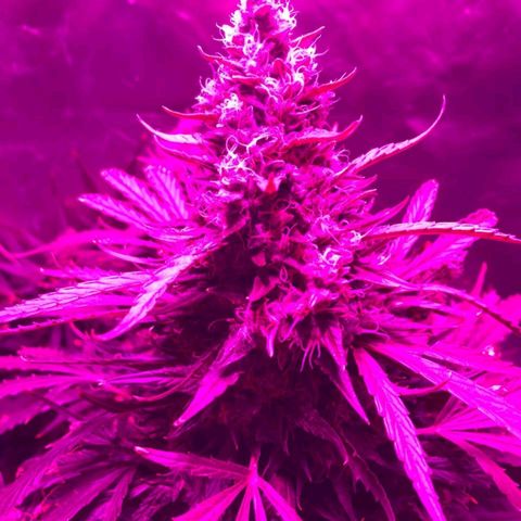 Red Dwarf #1 growlog timeline photo