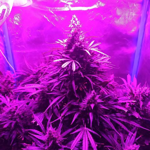 Red Dwarf #1 growlog timeline photo