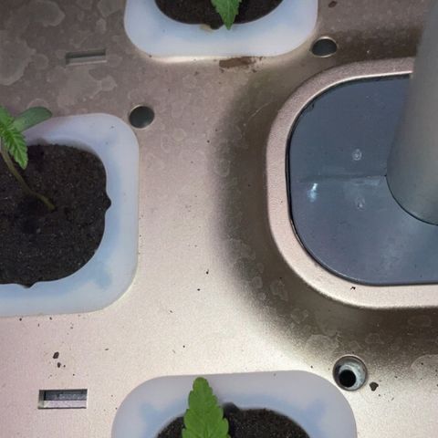 Unknown strain growlog timeline photo