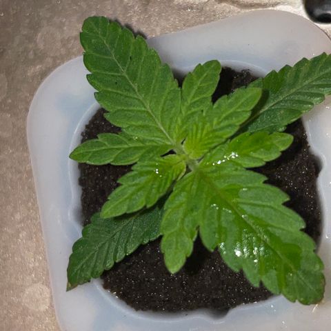 Unknown strain growlog timeline photo