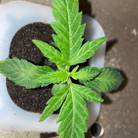 Unknown strain growlog timeline photo