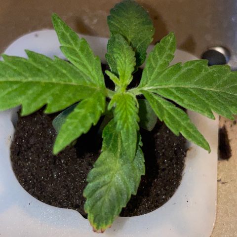 Unknown strain growlog timeline photo