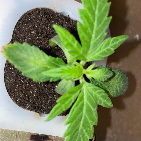Unknown strain growlog timeline photo