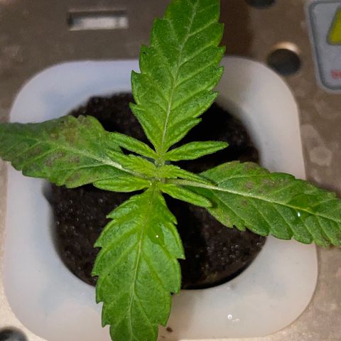 Unknown strain growlog timeline photo