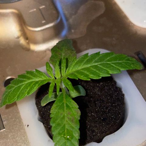 Unknown strain growlog timeline photo