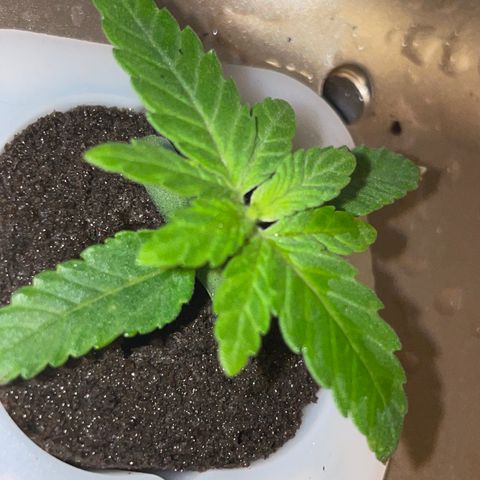 Unknown strain growlog timeline photo