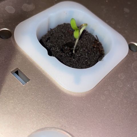 Unknown strain growlog photo: Plant 4 seedling stage , grown
As seed in hydro system. No sex indentified 