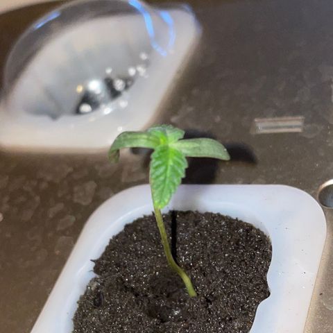 Unknown strain growlog photo: Plant 4 seedling stage , grown
As seed in hydro system. No sex indentified 