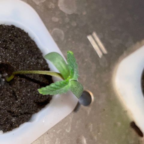 Unknown strain growlog photo: Plant 4 seedling stage , grown
As seed in hydro system. No sex indentified 