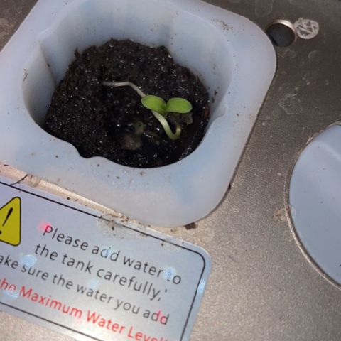 Unknown strain growlog photo: Plant 4 seedling stage , grown
As seed in hydro system. No sex indentified 
