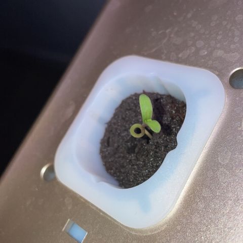 Unknown strain growlog photo: Plant 4 seedling stage , grown
As seed in hydro system. No sex indentified 