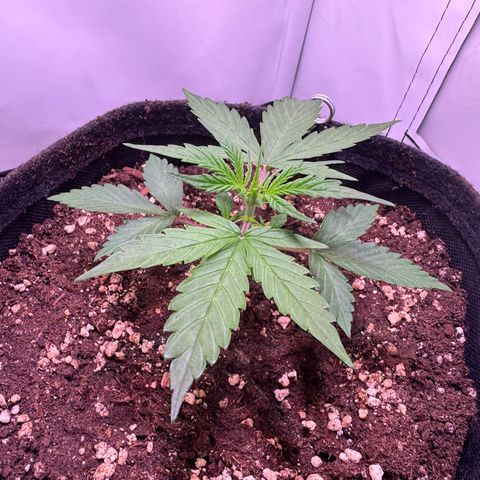 Hulkberry Auto growlog timeline photo