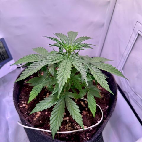 Hulkberry Auto growlog timeline photo