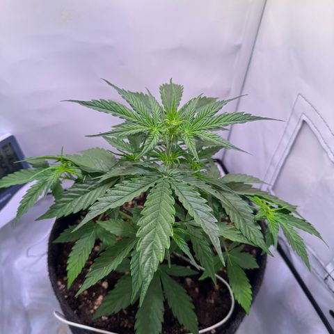 Hulkberry Auto growlog timeline photo