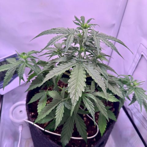Hulkberry Auto growlog timeline photo