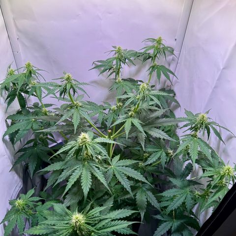 Hulkberry Auto growlog timeline photo